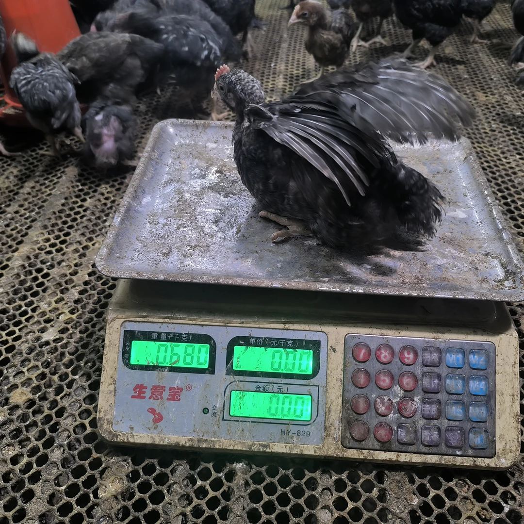 正宗散养半斤左右金芦花鸡稻花鸡宠物鸡包邮（十只）