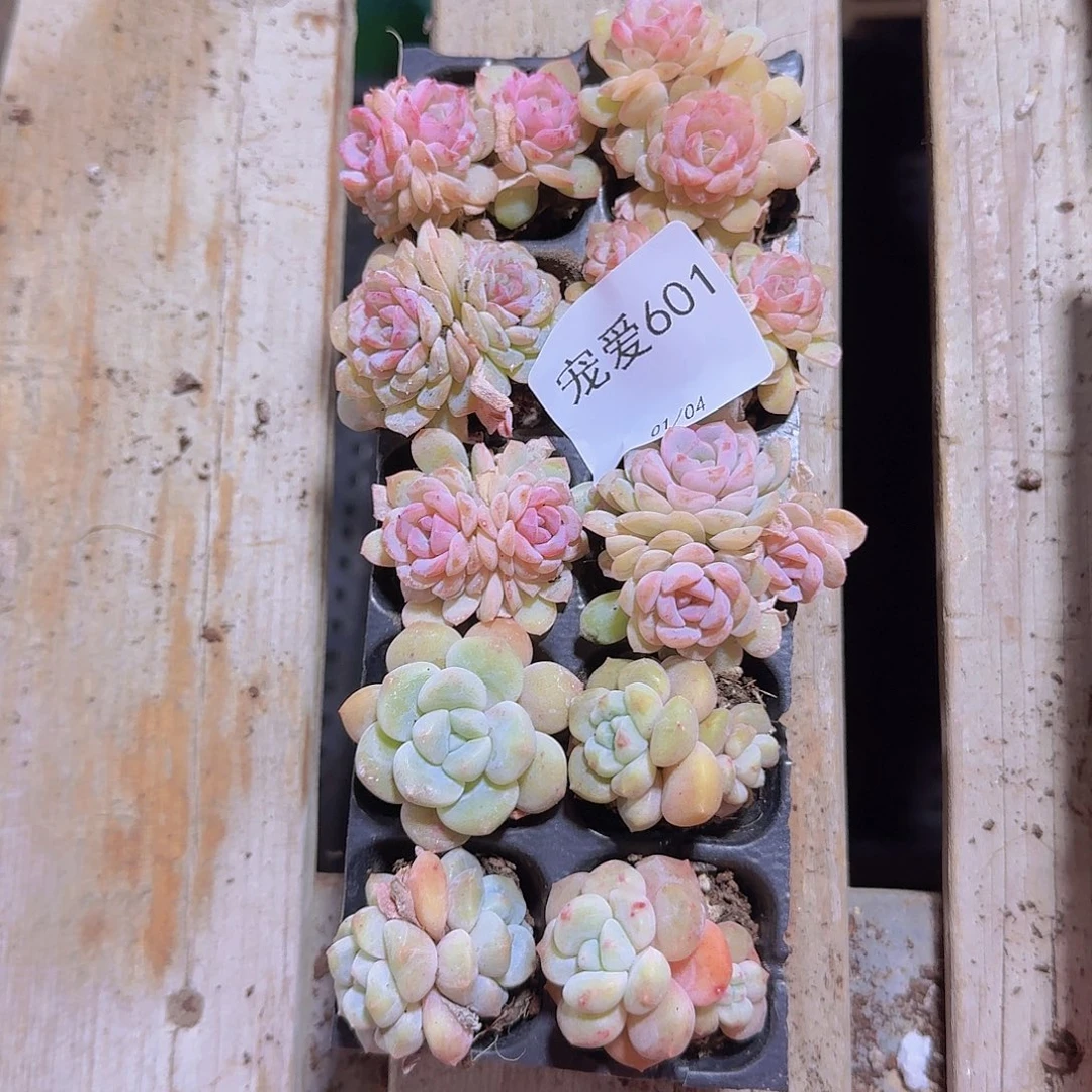 铁***妹直播福利一物一拍601