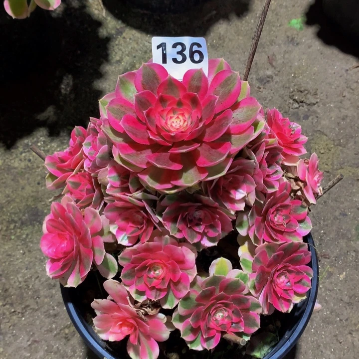 简***乐无花朵倾城1360000000