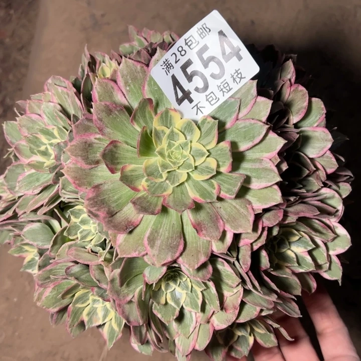 水蜜桃多肉植物法师4554