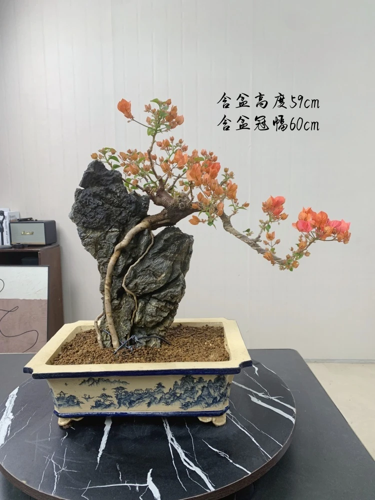 同安红三角梅年功枝爪附石老桩盆景