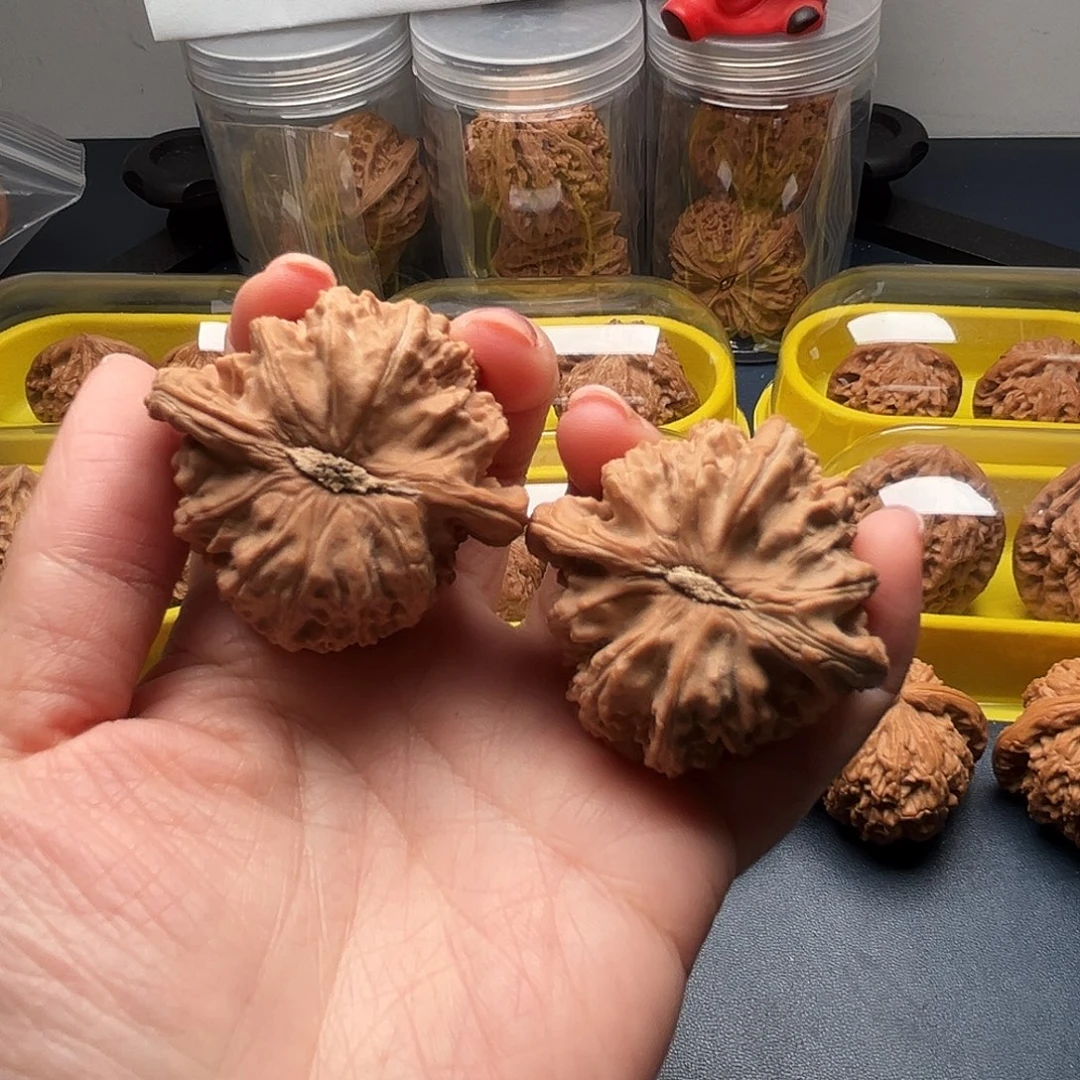 则***竹核桃45尺寸白狮子