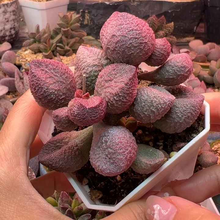 水蜜桃。
