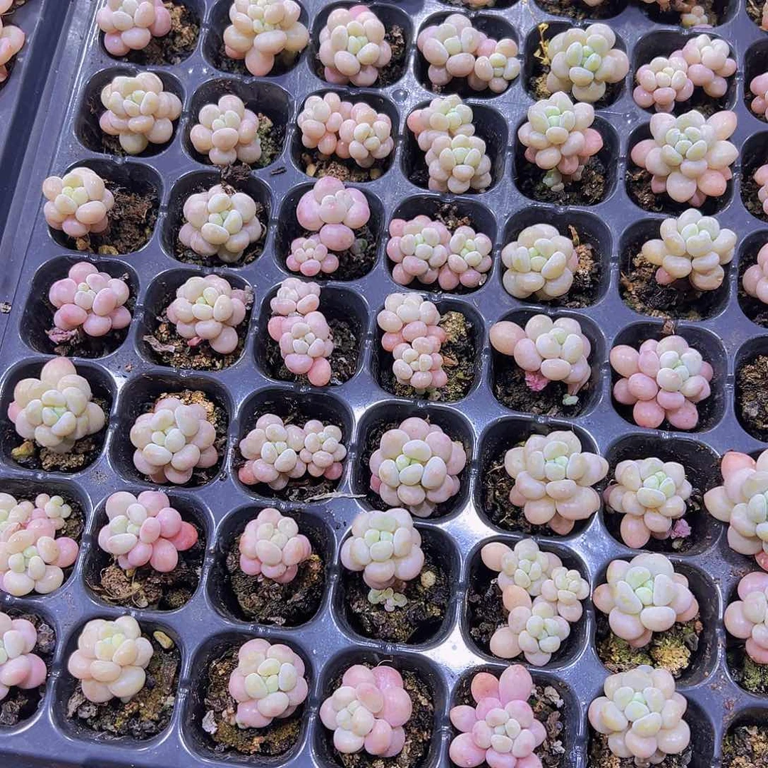 穴盘鱼子酱3个19包邮