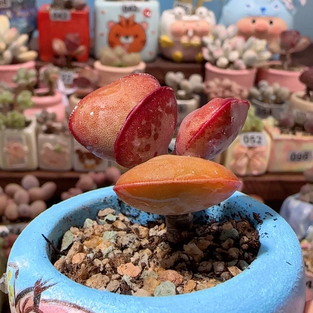 优选爱心 盆口4cm