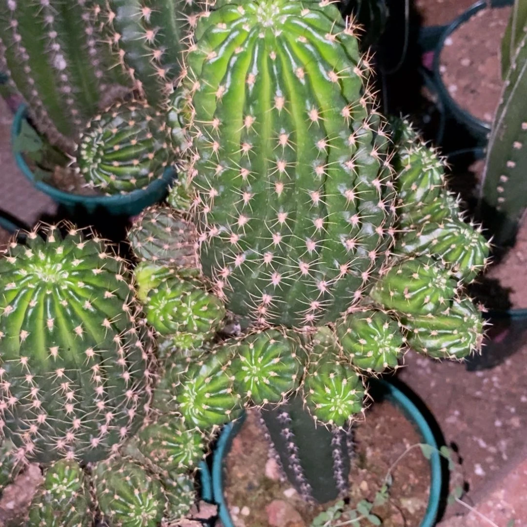 简**好新品丽花L521母本带崽一物一拍10