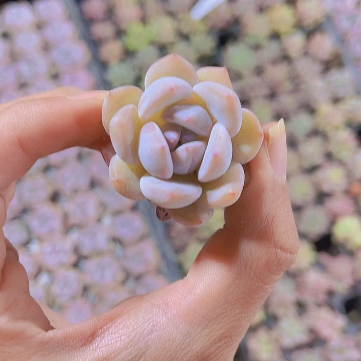 精品红石多肉植物