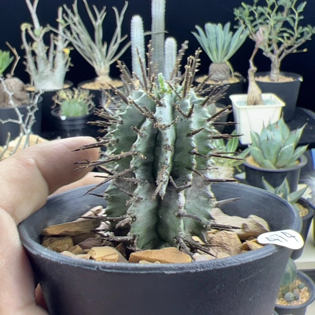 白衣魁伟玉一物一拍默认脱土发
