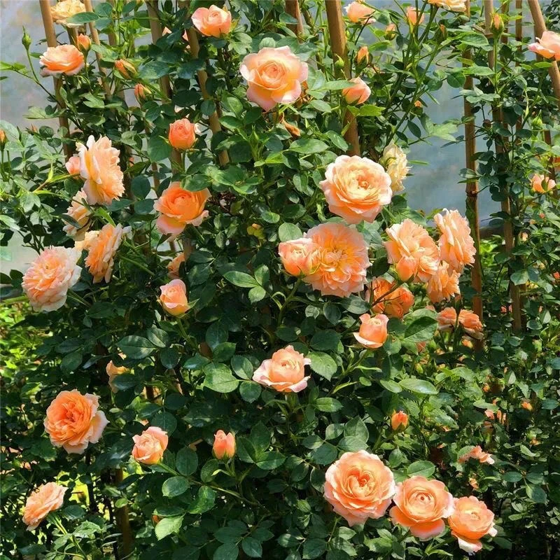 1.2-1.4米【甜梦】多头开花好养易花卉绿植南北方种植多头开花