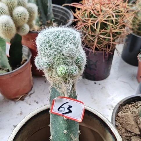 雪猿玉翁秀普嫁接特63
