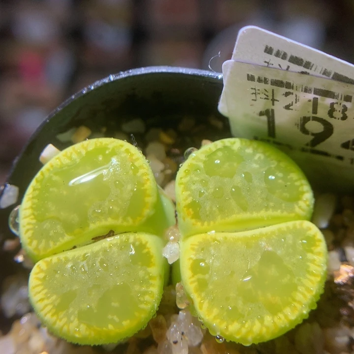 精品生石花218.194