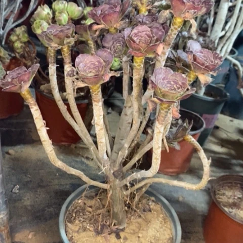 圆叶多肉植物057