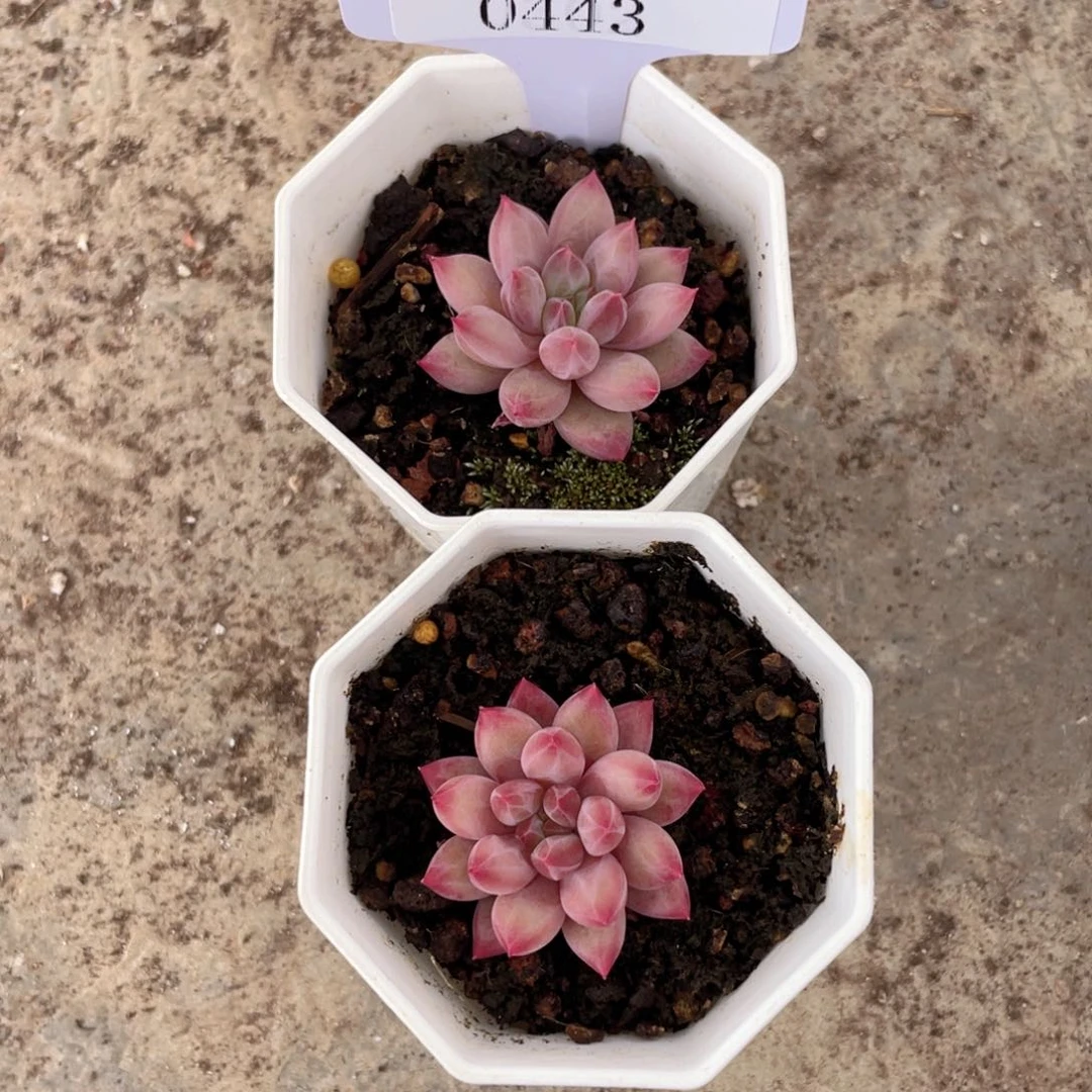 薇薇安园艺多肉0443