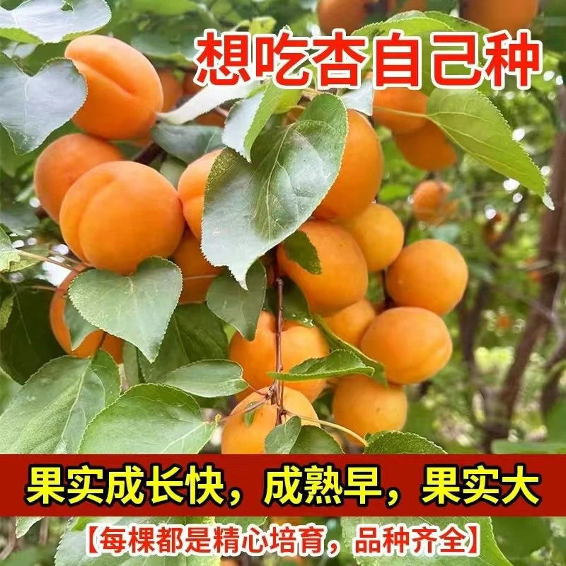 【一物一拍】特大帝王杏树苗凯特杏南北方种植阳台小院地栽盆栽