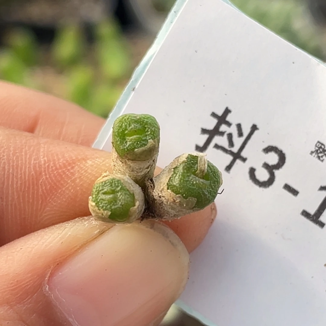 3-105方糖多肉植物