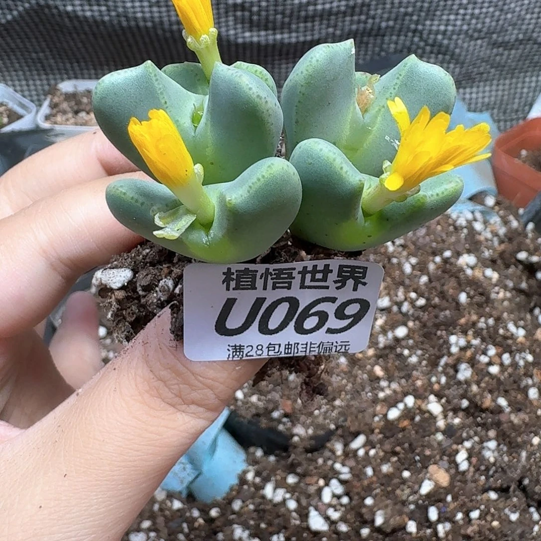 多肉植物的人生dfgb