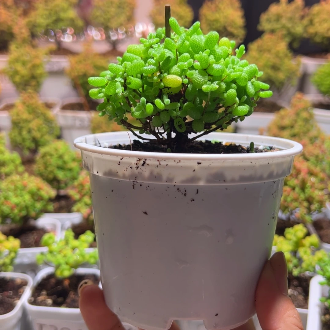 445金桔带盆土发货一物一拍