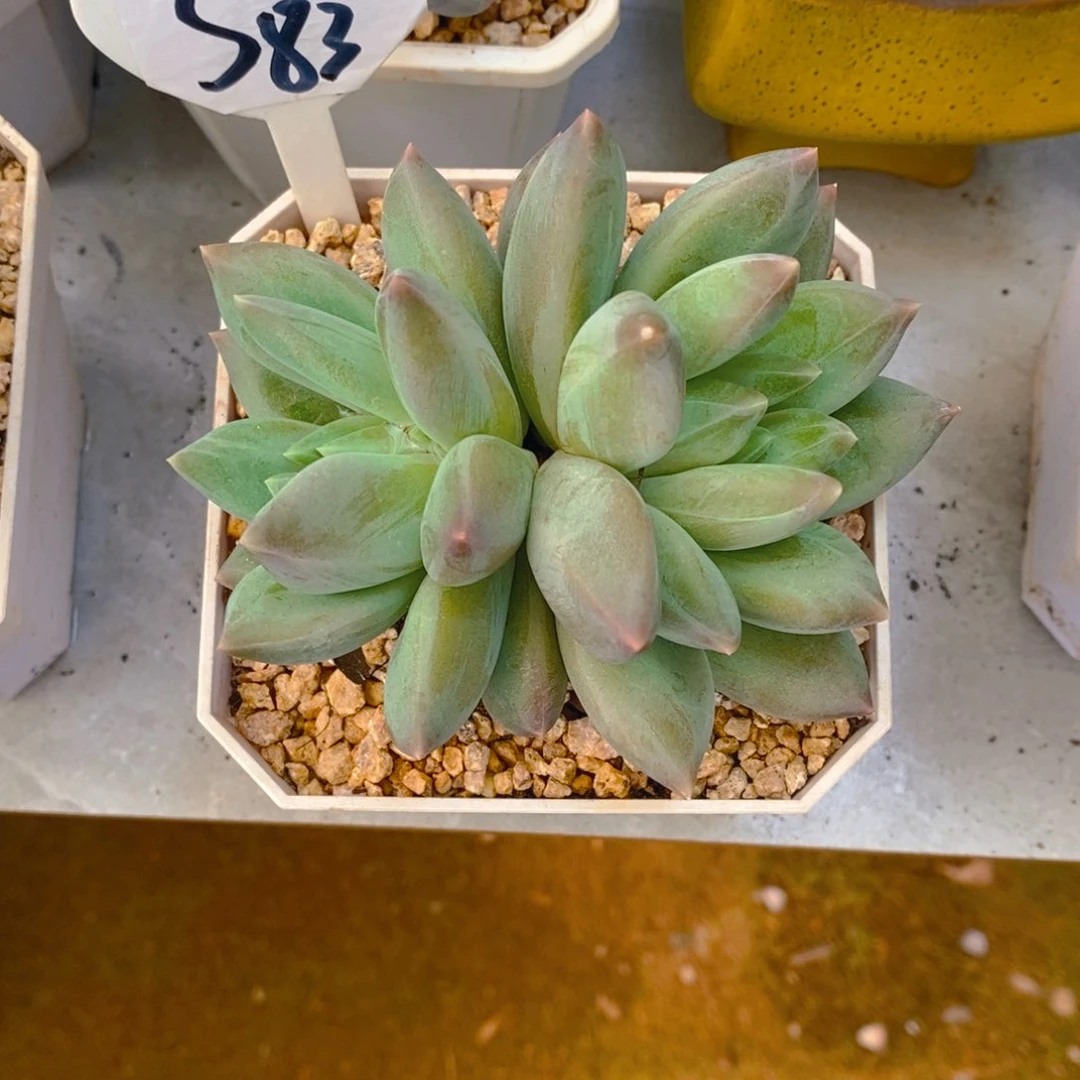 汤*重楼双头多肉植物