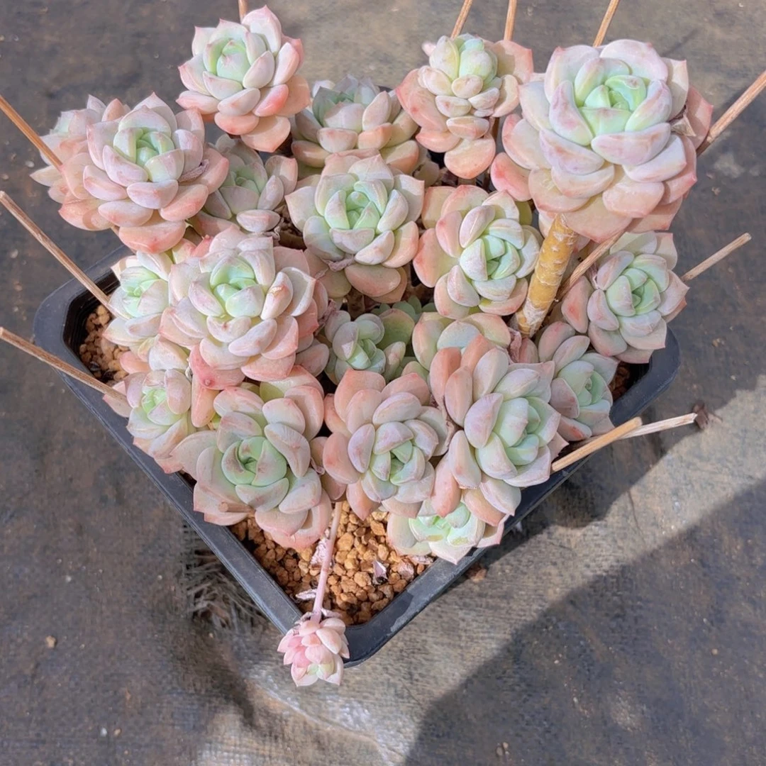 一物一拍，麦芽糖群