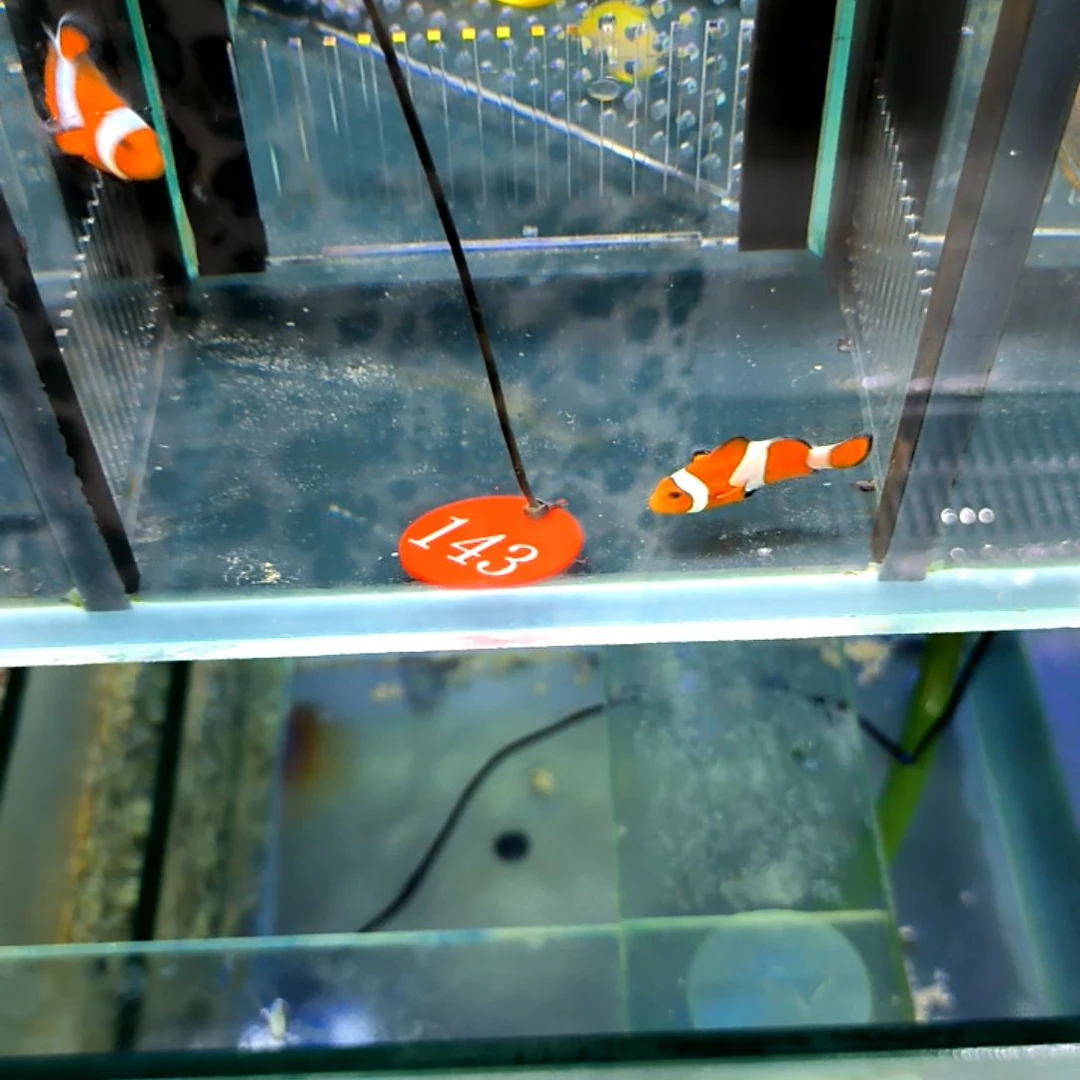 公子小丑 4+两条65一条 5-44-143