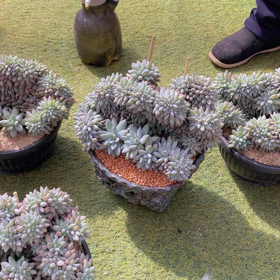 朵***肉多肉所罗门缀朵不带盆