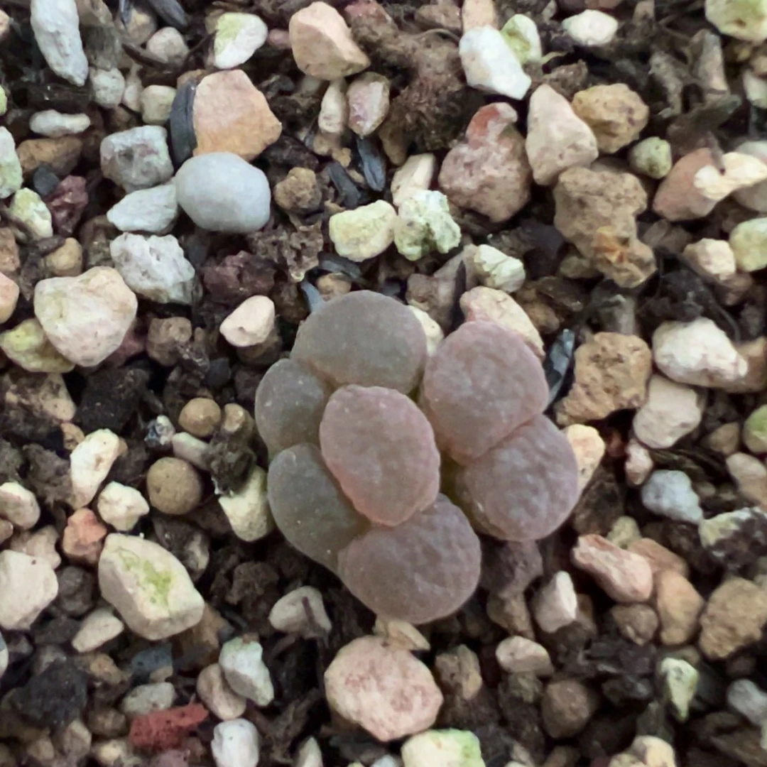 风铃缀化 肉锥植物