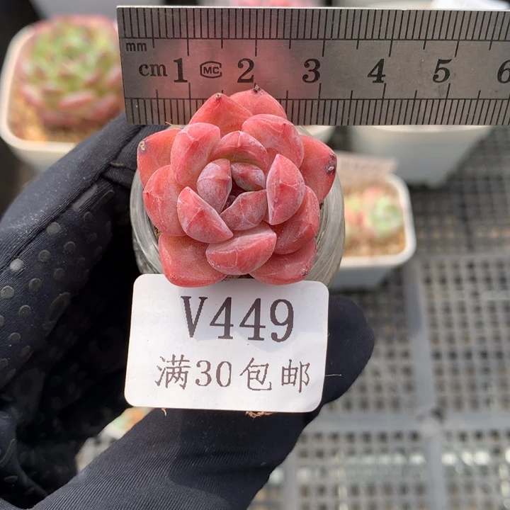 449。玻璃瓶糖心。福利。