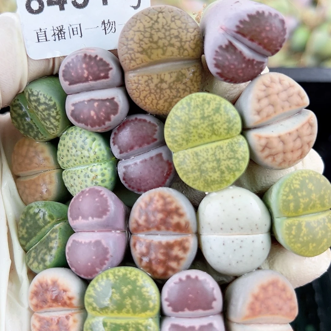 8431 好养易活生石花大母本18个