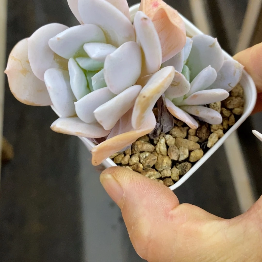 精品多肉一物一拍不包整78