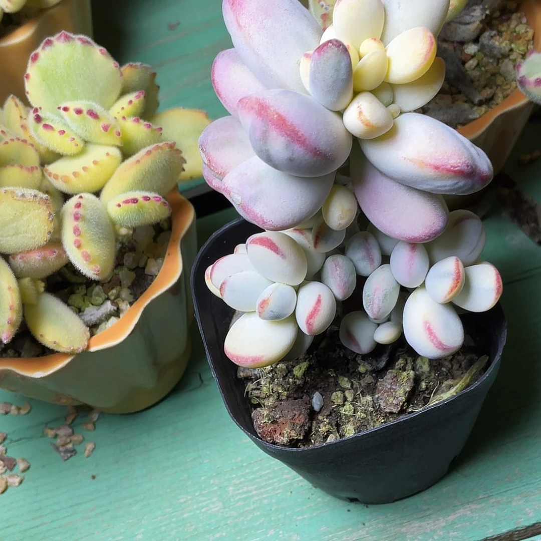 北***多肉植物的生长发育和生长发育