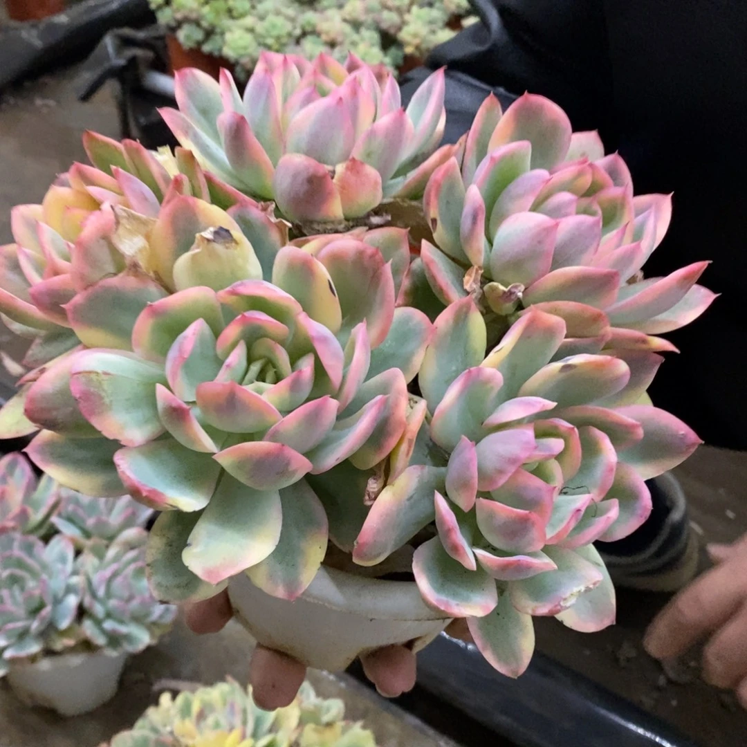 绮罗锦四大头起发