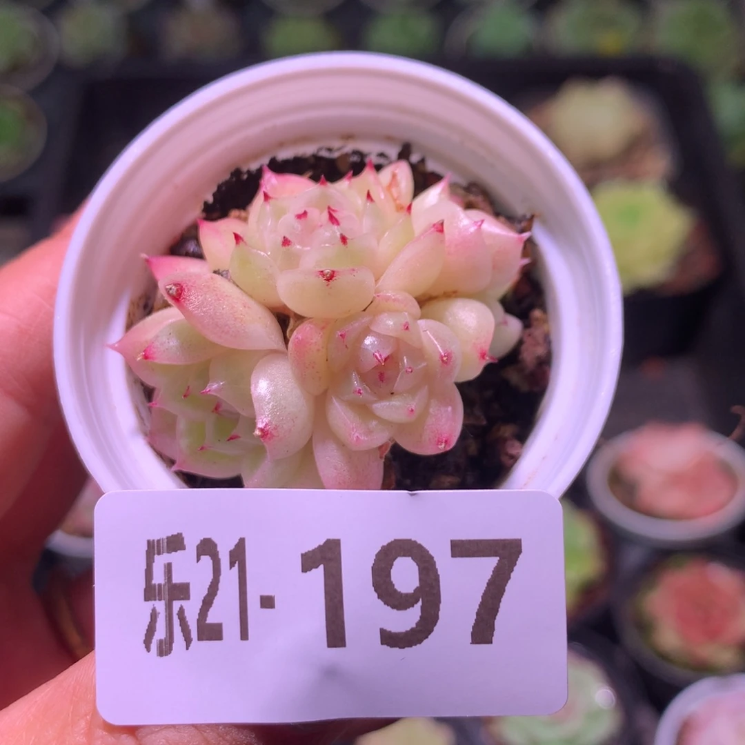 乐然21-197 麦秆群 不包整