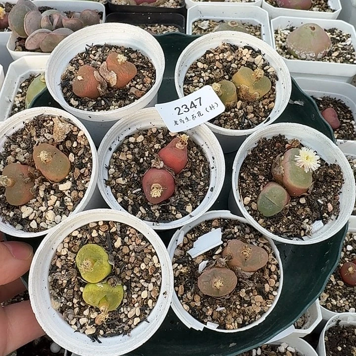 老马生石花双头彩毛2347