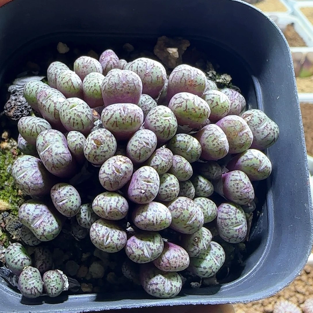 哈哈哈哈哈哈哈56020