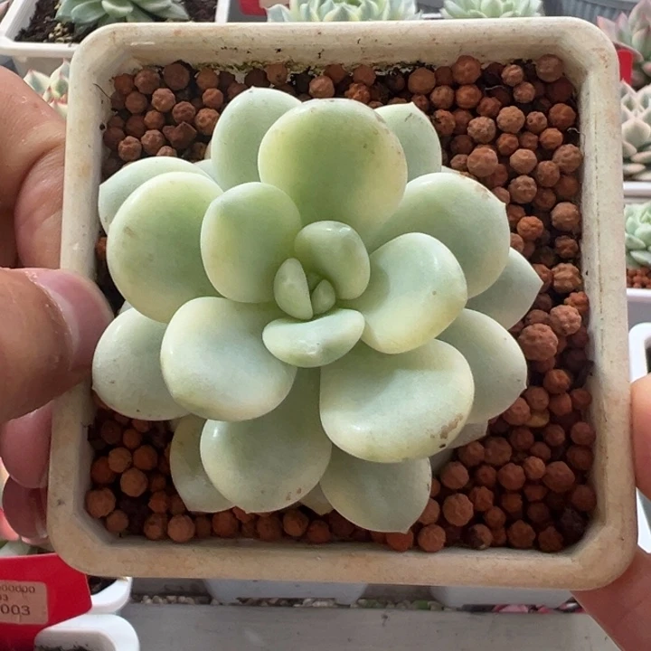 2104号白马香水锦