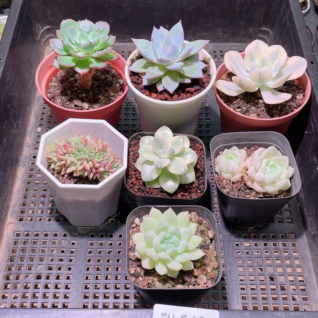 花利美14-649框拍7颗