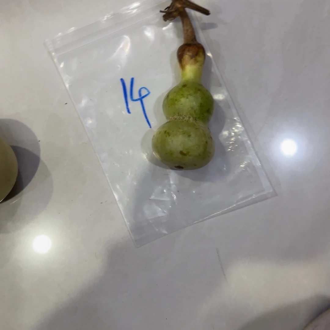 爱***己青皮不包成青皮不包成