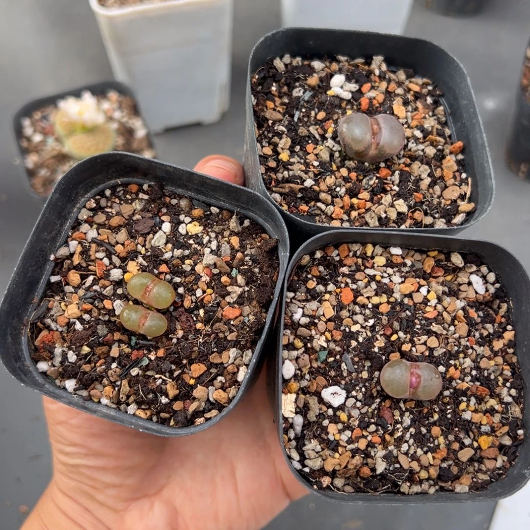 ^***蓉9.25好看的多肉脱土发货499