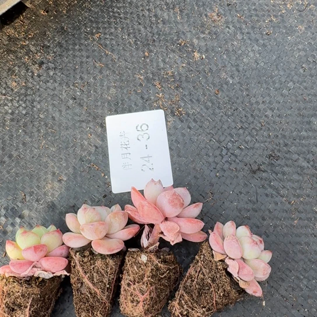 傲霜杂交四颗量拍24-36