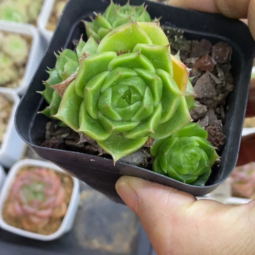 精品多肉一物一拍不包整184