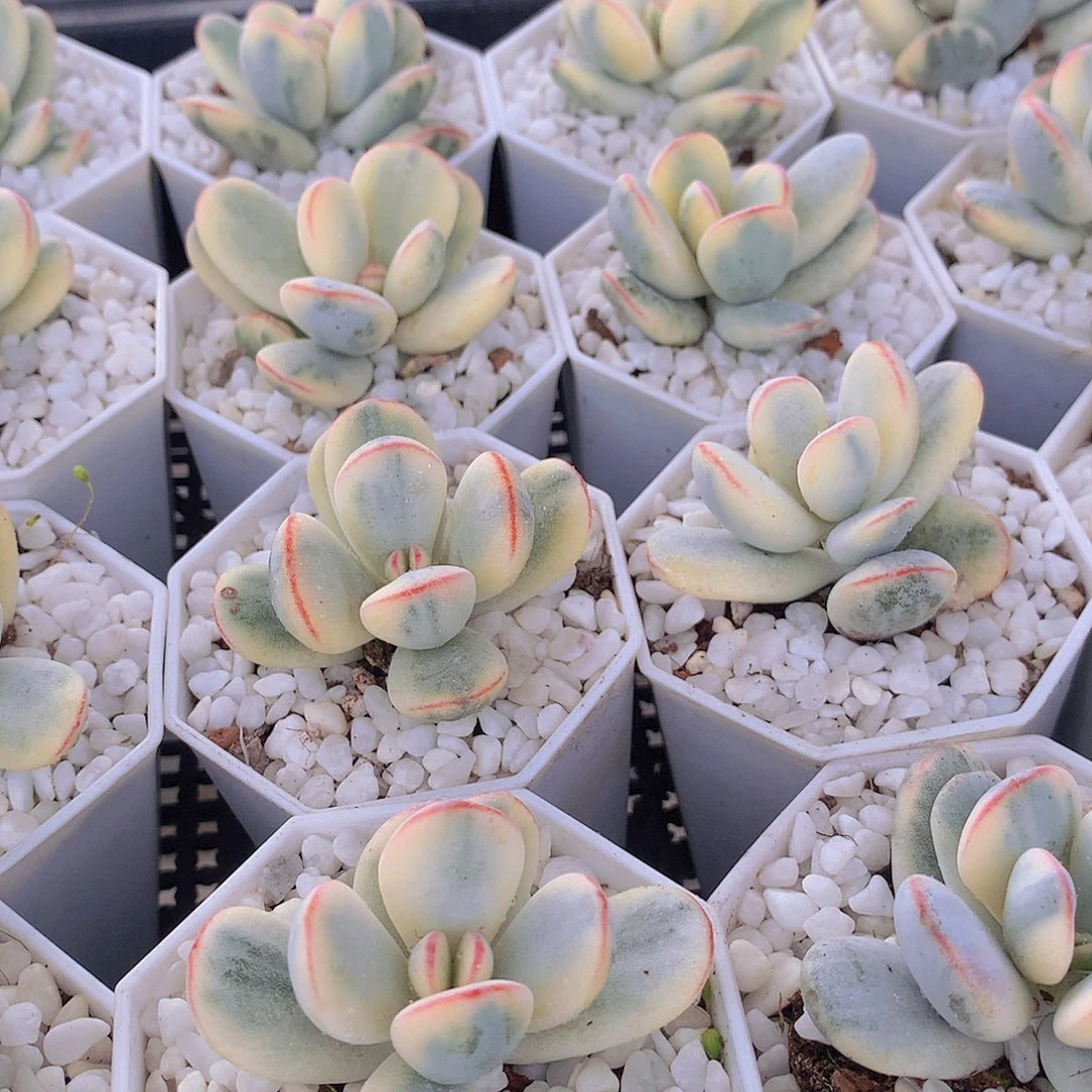 福娘锦24566788999090