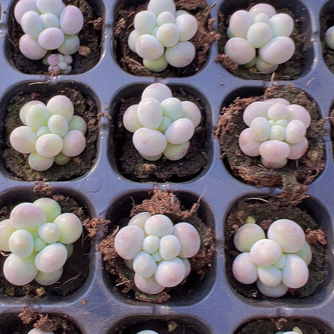 汤圆苗5颗多肉植物