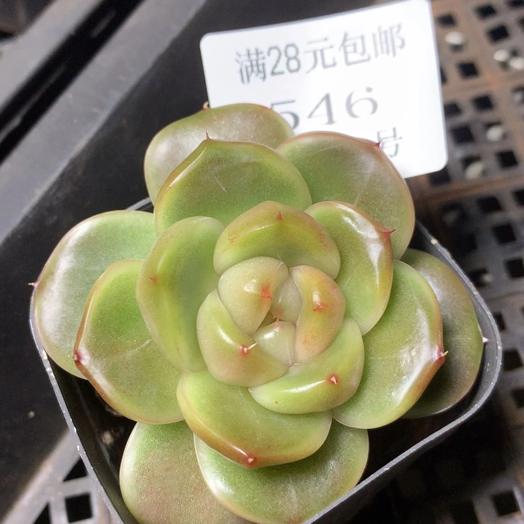 【闪购商品】云546号