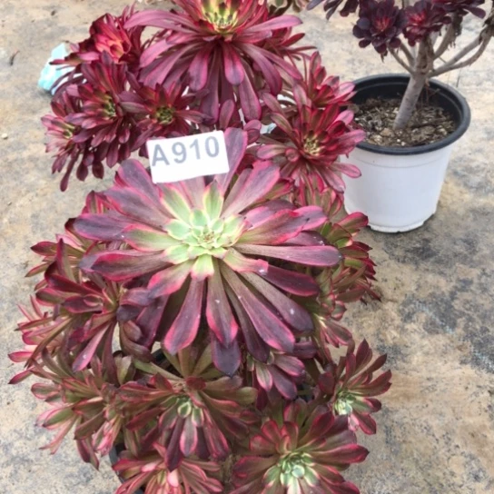 法师多肉植物安**西法师910