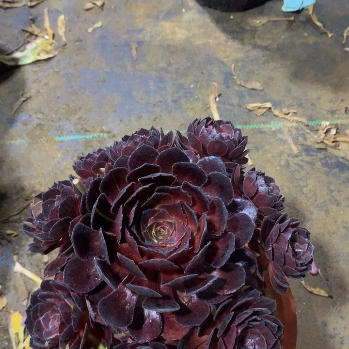 无花朵黑寡妇00000000000