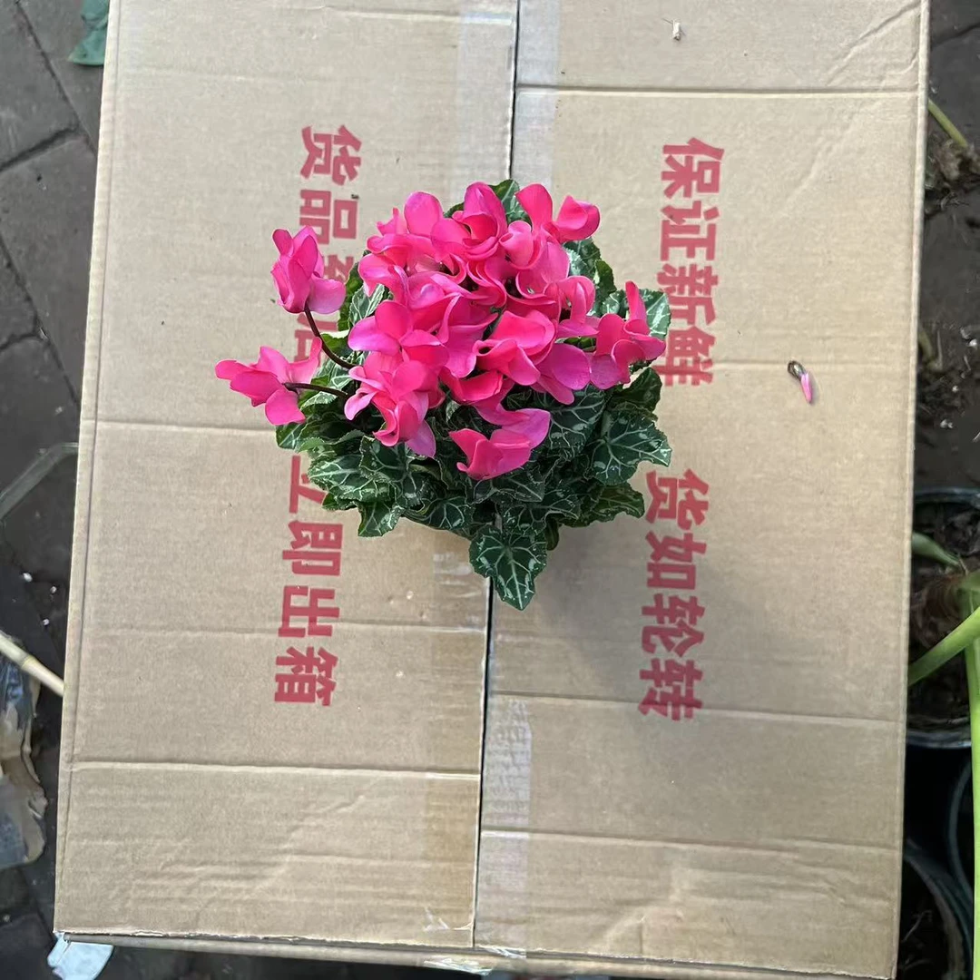 粉精灵仙客来带花带苞盆栽