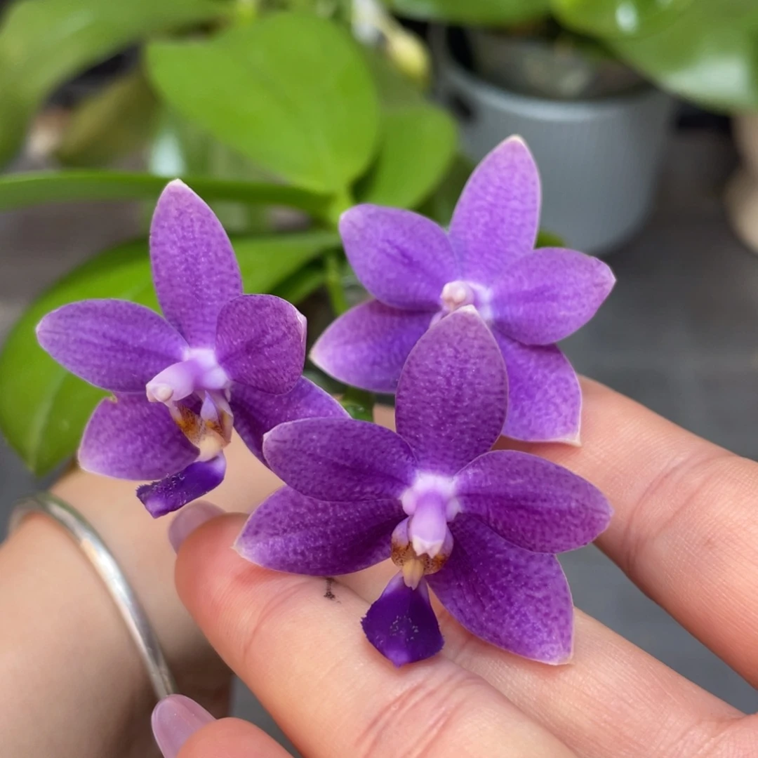 完全开放2.5柳林蓝星