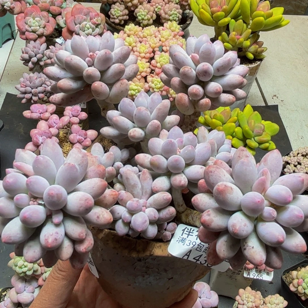 438婴儿手指12cm多肉