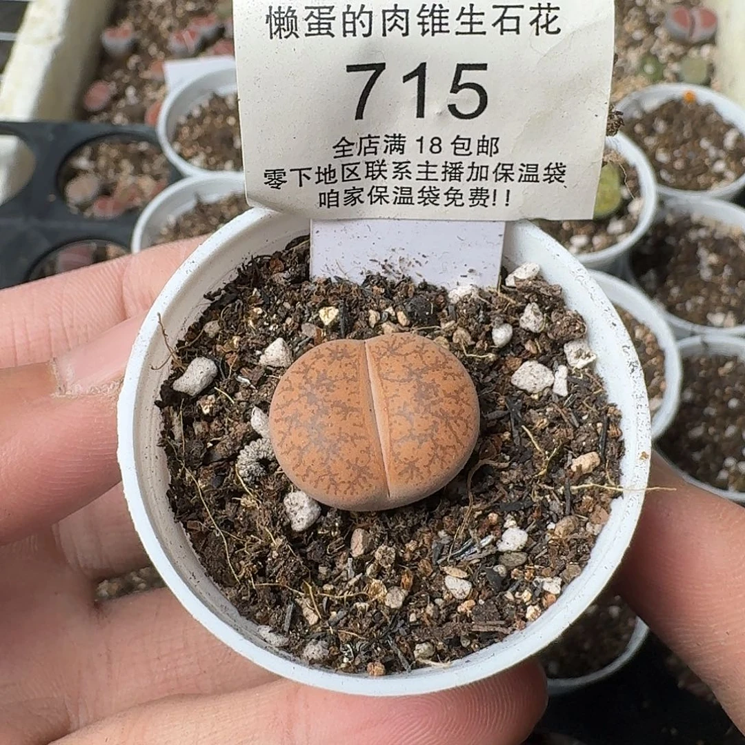 715盆口5公分满18包邮