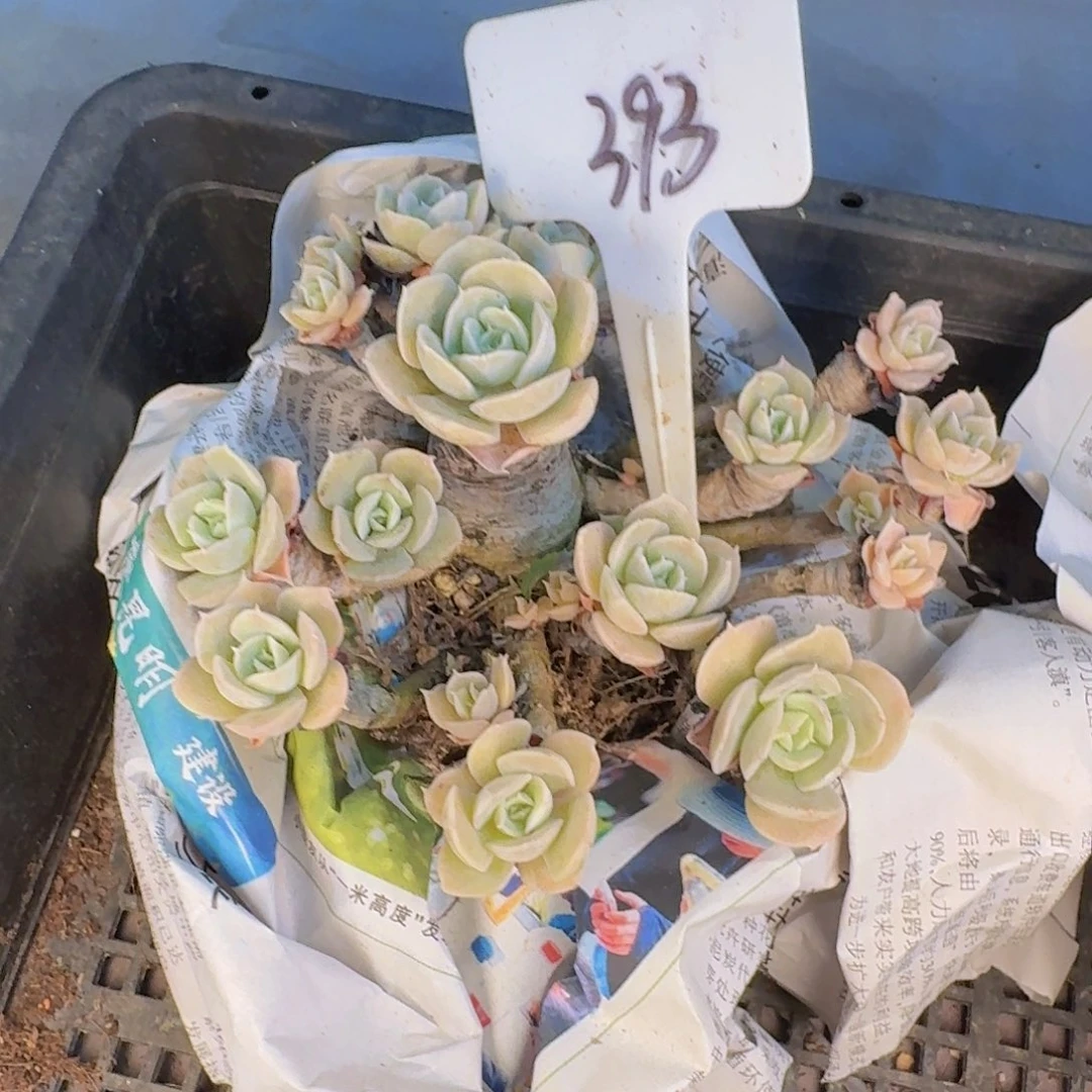 多肉植物的生长发育和